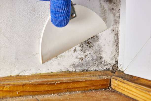  Aledo, IL Mold Removal Pros