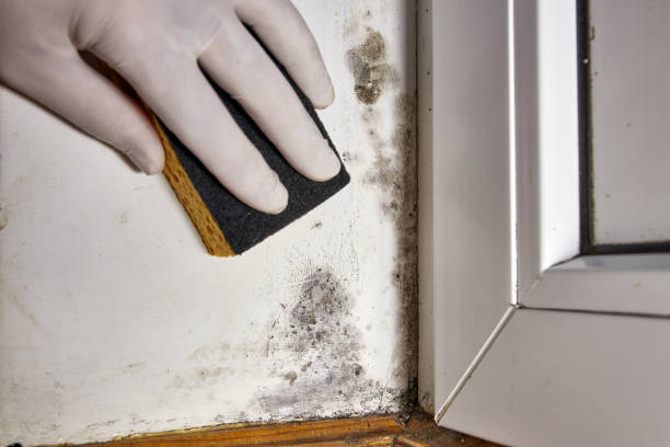 Best Air Quality Testing for Mold Spores  in Aledo, IL
